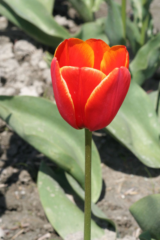 tulip54