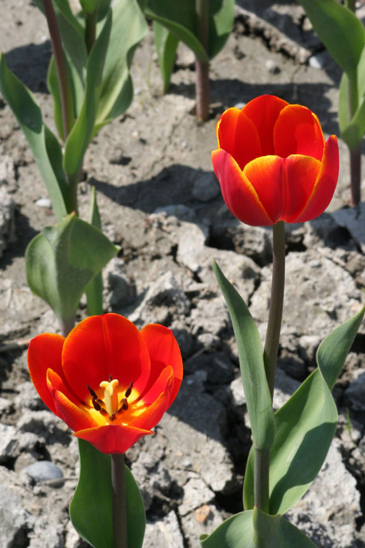 tulip67