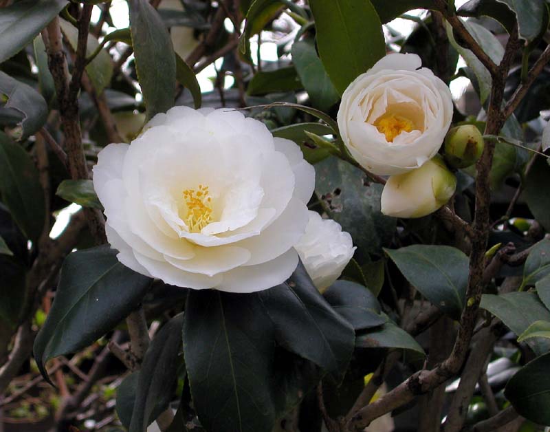 camelliaw1