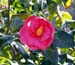 camellia-r1