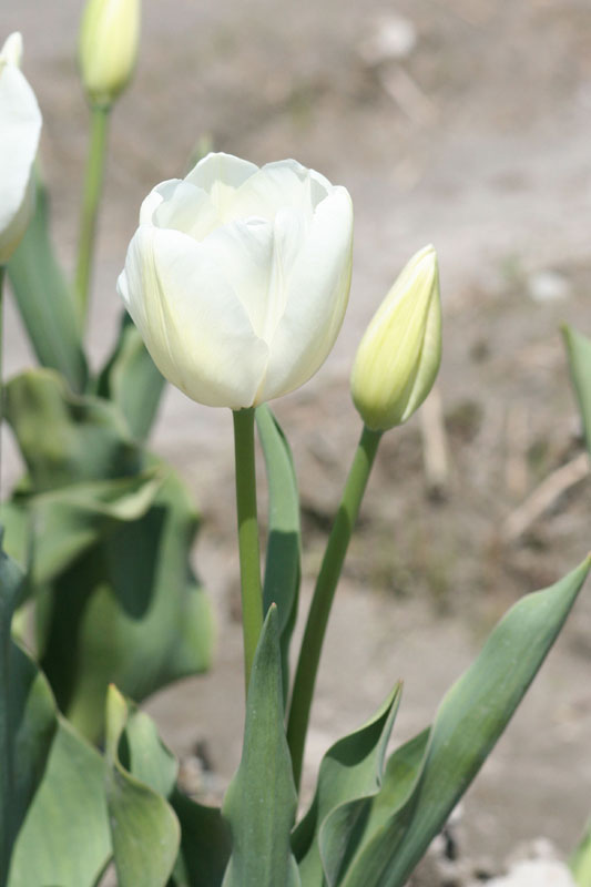 tulip 57