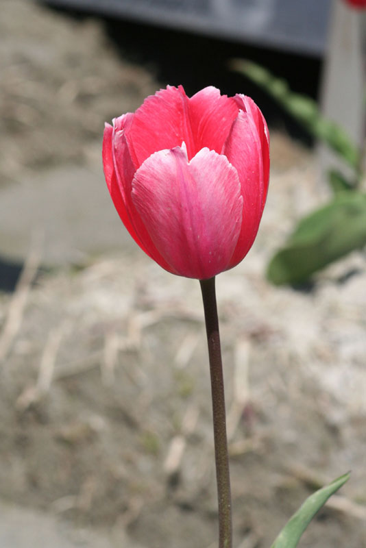 tulip58