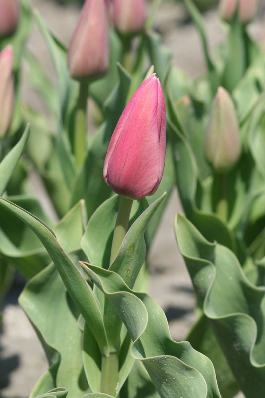 tulip 60