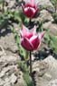 tulip52