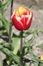 tulip 56