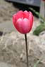 tulip 58