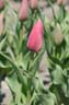 tulip 60