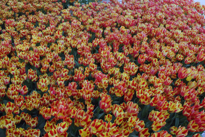 tulip261