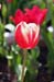 tulip 295