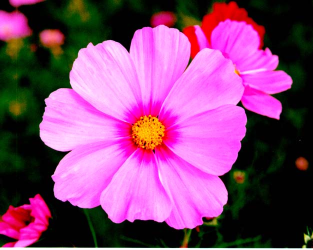 cosmos_pink